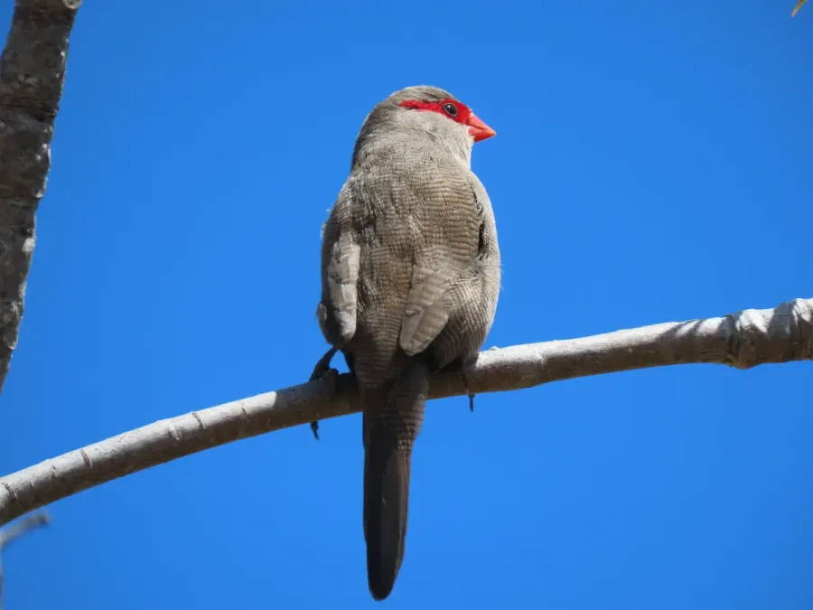 File:Common Waxbill Estrilda astrild IMG 7823.jpg
