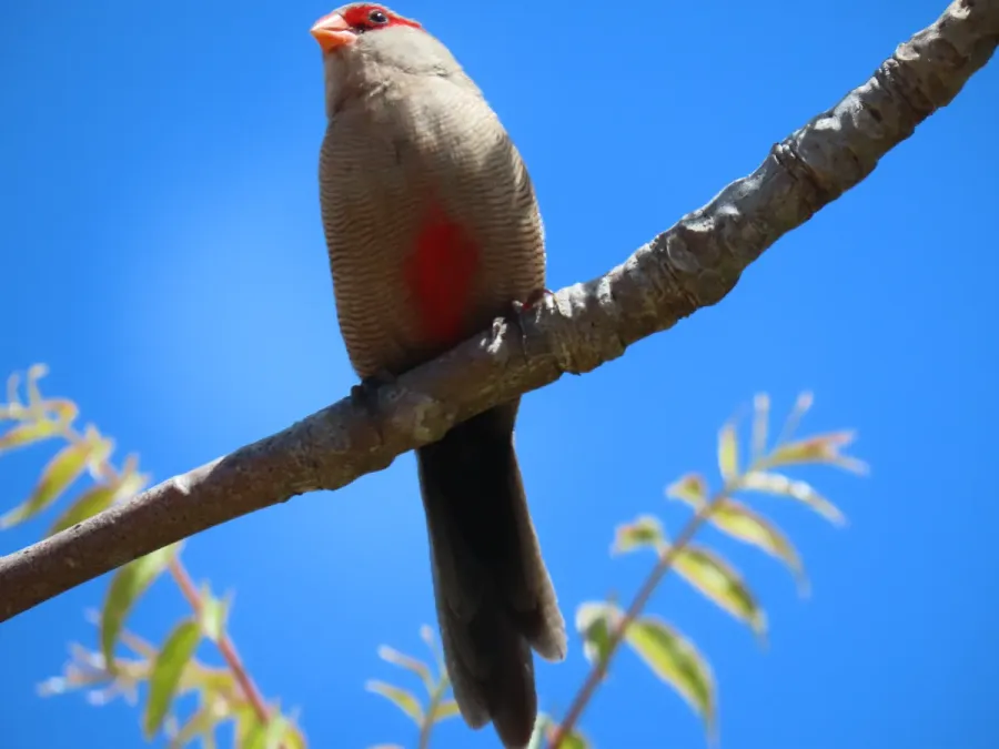 File:Common Waxbill Estrilda astrild IMG 7830.jpg