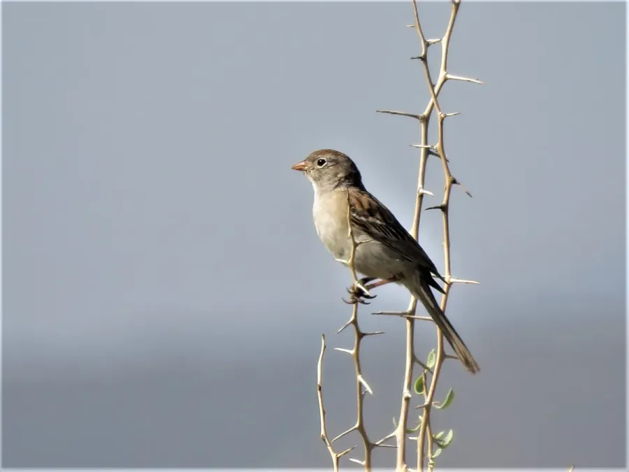 File:Spizella wortheni 45825660.jpg