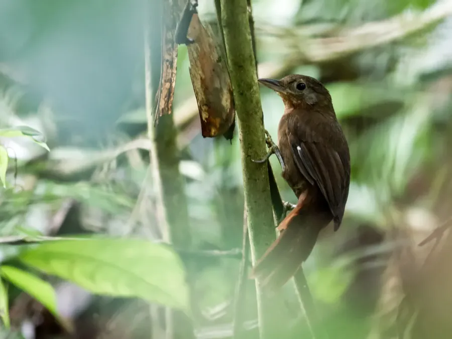 File:Clibanornis rubiginosus - Ruddy Foliage-gleaner.jpg