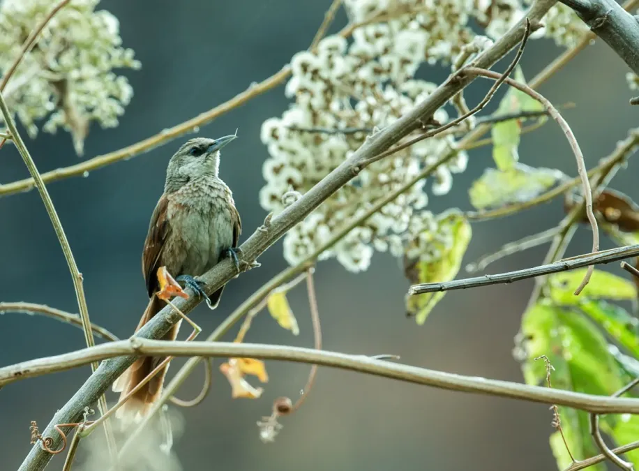 File:Phacellodomus dorsalis - Chestnut-backed Thornbird 2.jpg