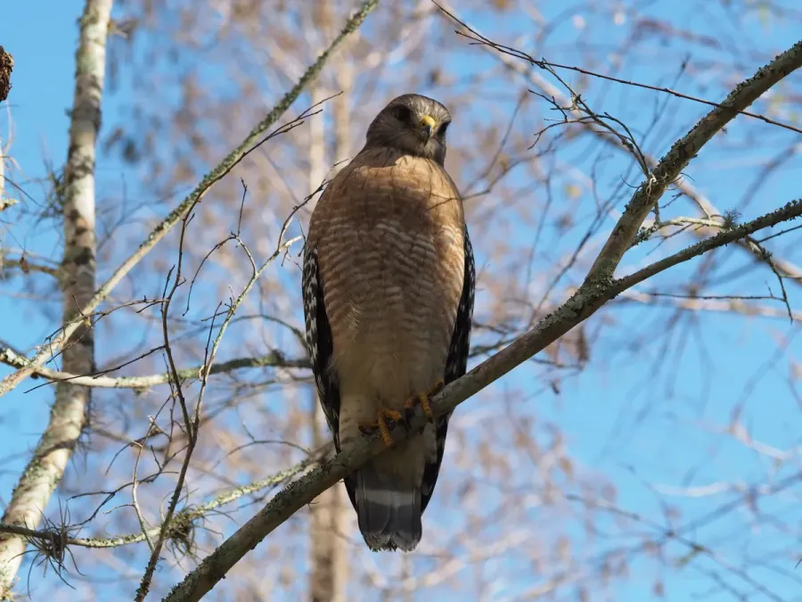 File:Red-shouldered Hawk Buteo lineatus.jpg