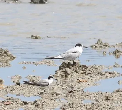 File:Sternula saundersi & Sterna hirundo.jpg