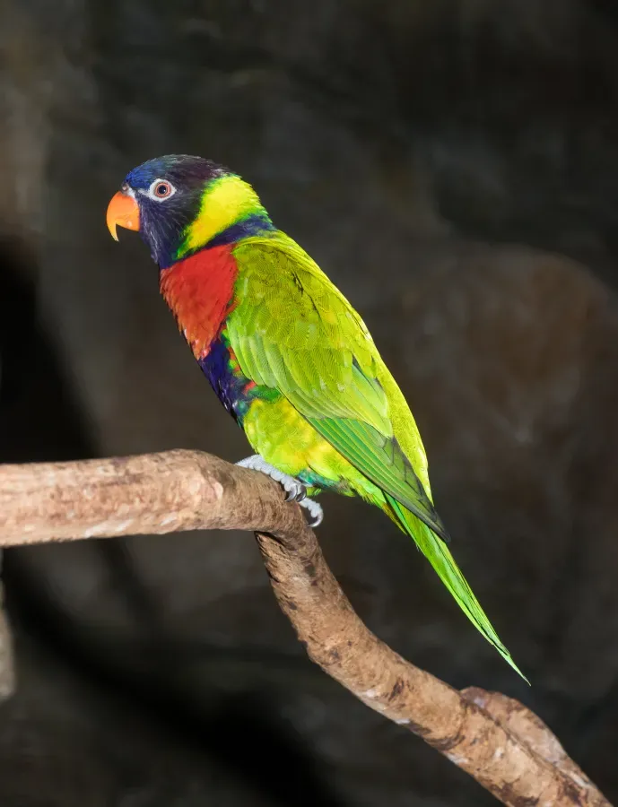 File:Trichoglossus forsteni forsteni - Karlsruhe Zoo 02.jpg