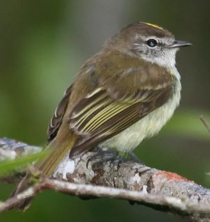File:Myiopagis cotta 1.jpg
