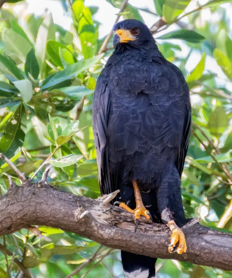 File:Common Black Hawk - Gavilán cangrejero (Buteogallus anthracinus anthracinus) (10460279303).v01.jpg
