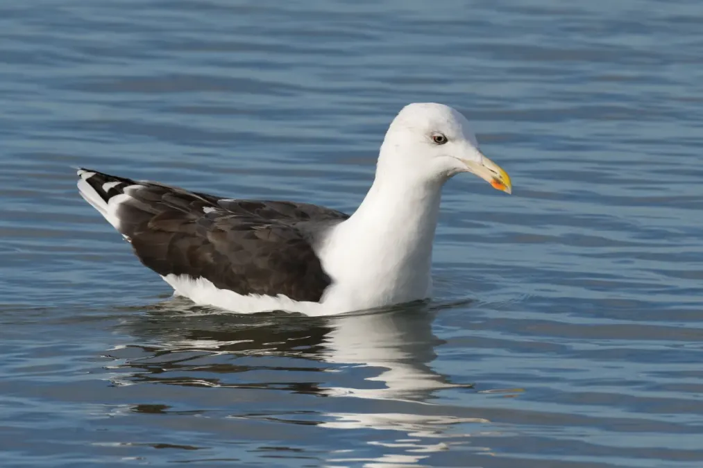 File:Larus marinus Le Hourdel 20181103 t155902.jpg