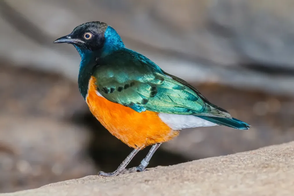 File:Lamprotornis superbus - Karlsruhe Zoo 01.jpg