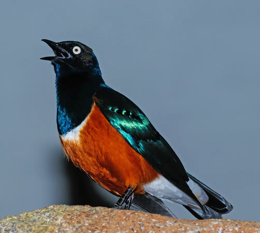 File:Lamprotornis superbus - Karlsruhe Zoo 02.jpg