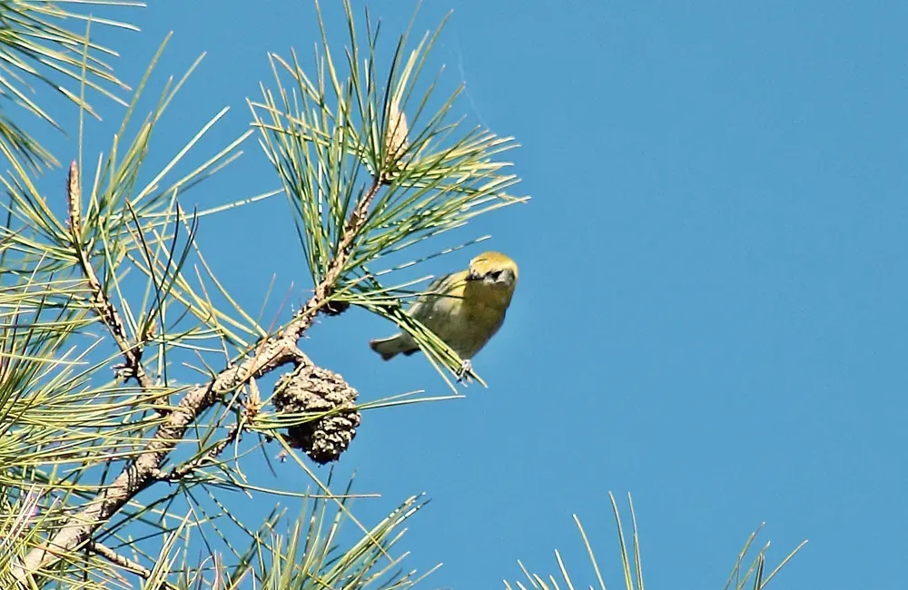 File:Ocotero Peucedramus taeniatus in Pinus leiophylla ssp chihuahuana, San Rafael, Chihuahua 2.jpg