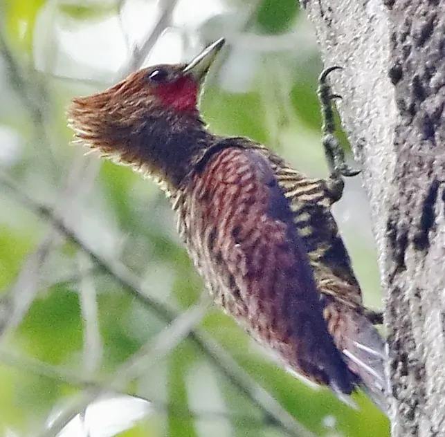 File:Celeus undatus - Waved woodpecker (male) (cropped).jpg