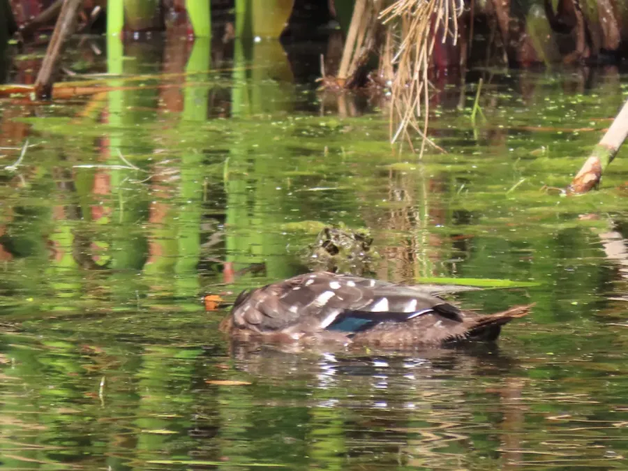 File:Anas sparsa African Black Duck IMG 9748.jpg