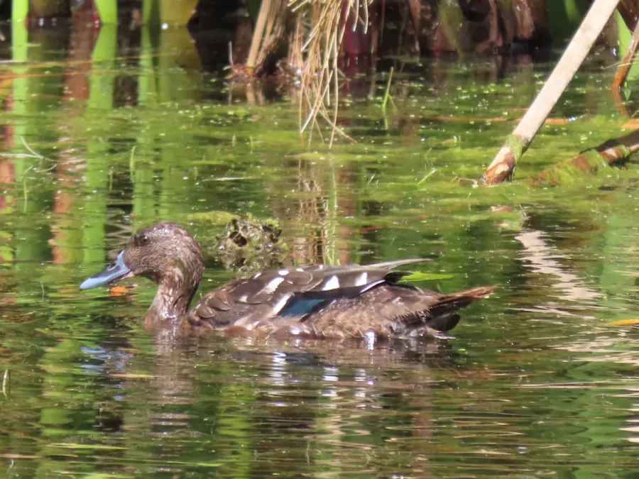 File:Anas sparsa African Black Duck IMG 9746.jpg