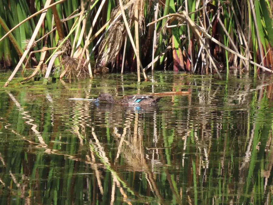 File:Anas sparsa African Black Duck IMG 9734.jpg