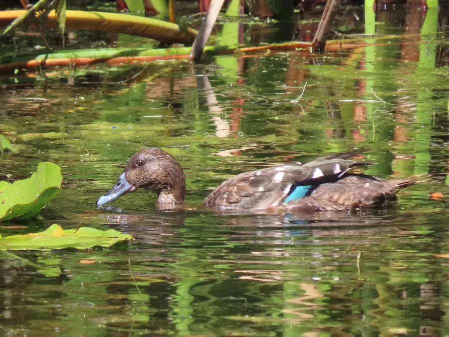 File:Anas sparsa African Black Duck IMG 9751.jpg
