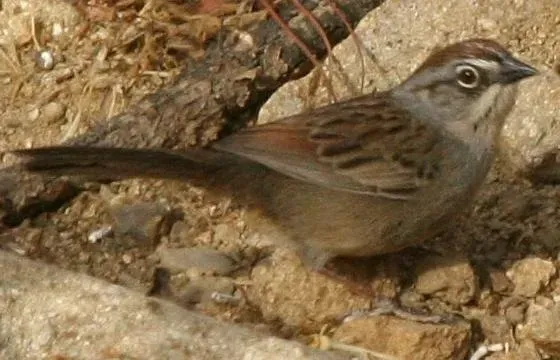 File:Aimophila notosticta 1.jpg