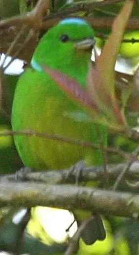 File:Chlorophonia occipitalis.jpg