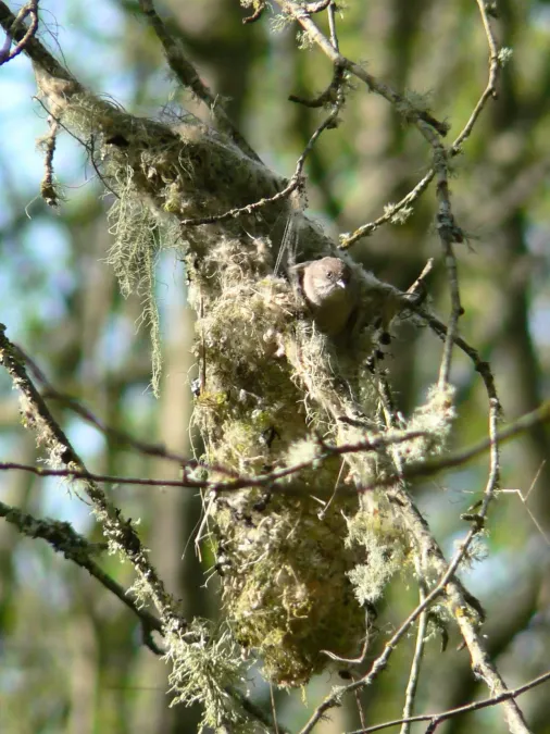 File:Psaltriparus minimus 03647.JPG