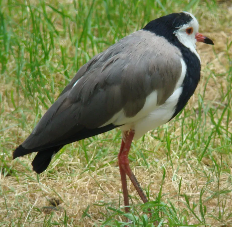 File:Vanellus crassirostris Hartlaub.jpg