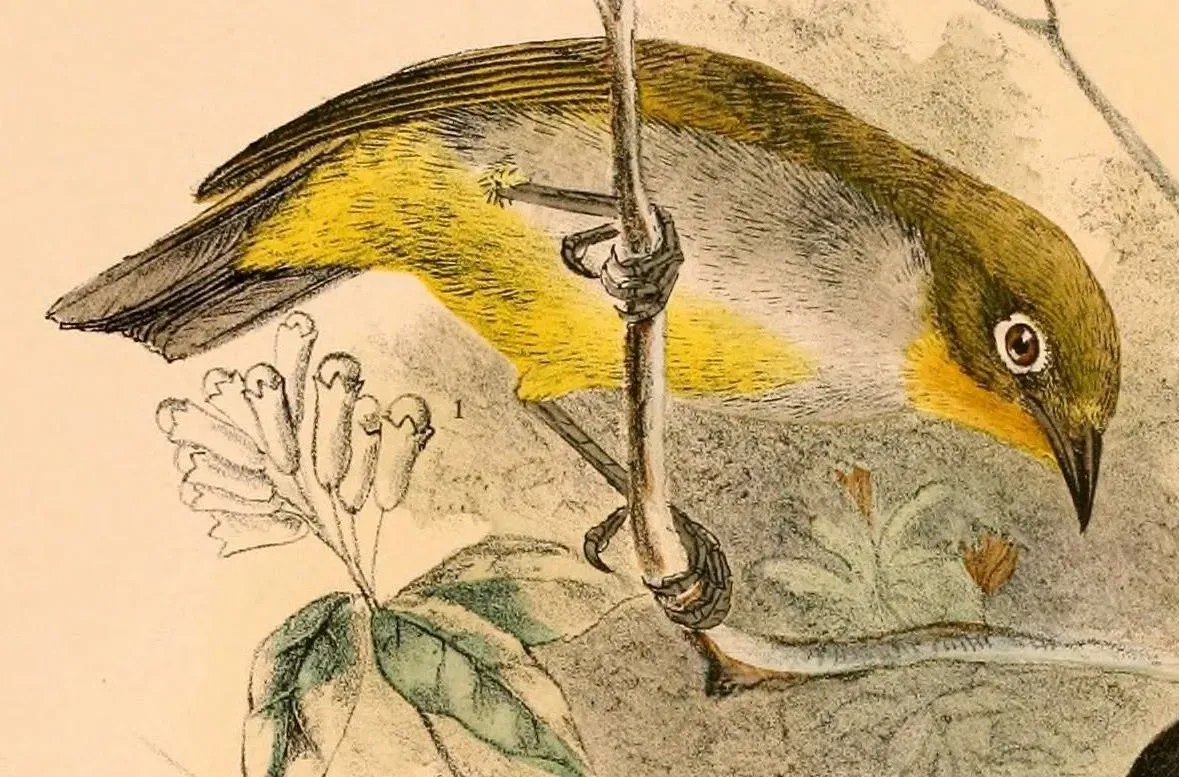 File:Zosterops everetti babelo 1898 (cropped).jpg