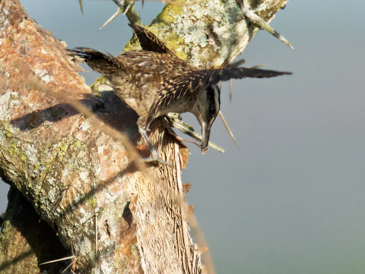 File:Campylorhynchus rufinucha, near Chavarrillo, Xalapa, Veracruz, Mexico (crop) (cropped).jpg