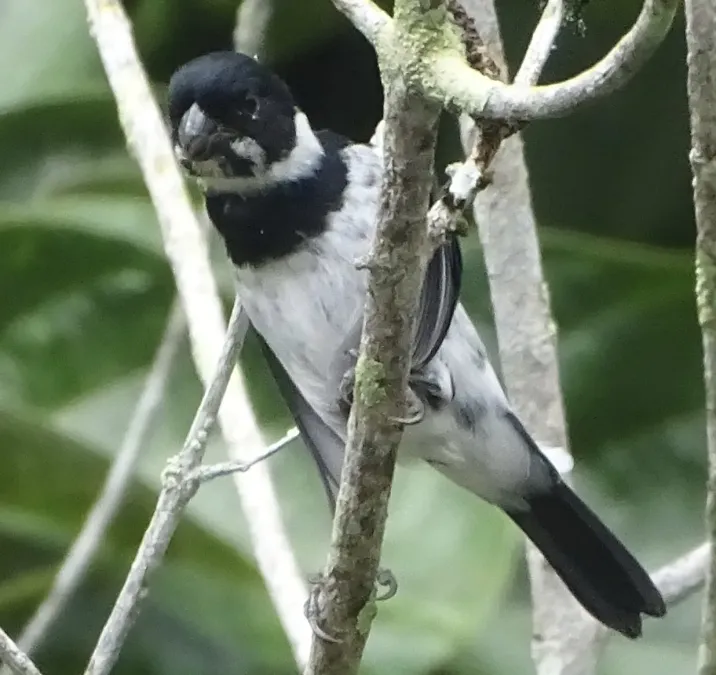 File:Sporophila corvina 58506240.jpg