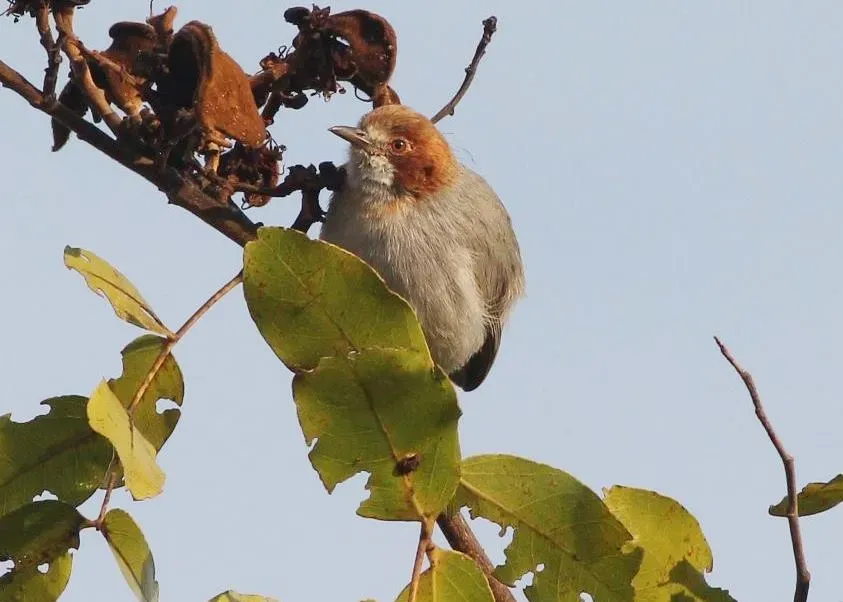 File:Sylvietta ruficapilla subsp ruficapilla, Menongue, Birding Weto, b (cropped2).jpg