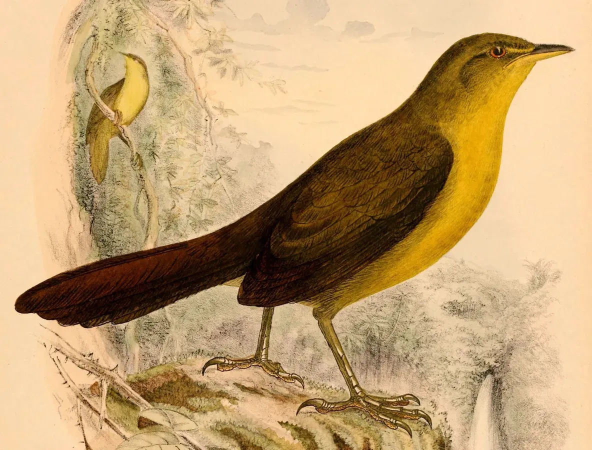 File:Malia grata recondita 1898 (cropped).jpg