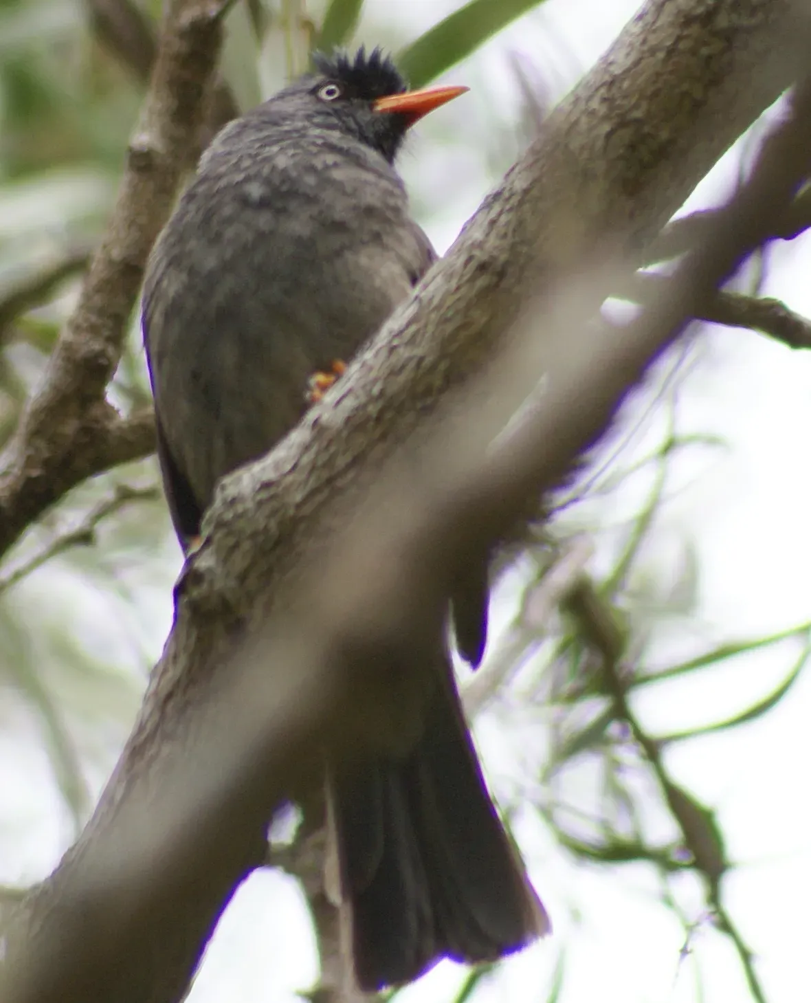 File:Hypsipetes borbonicus in the forest of Bélouve (cropped).JPG