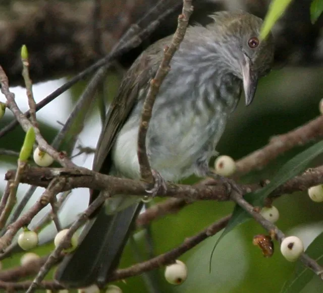 File:Streaked Bulbul (Ixos malaccensis) - Flickr - Lip Kee (1) (cropped).jpg