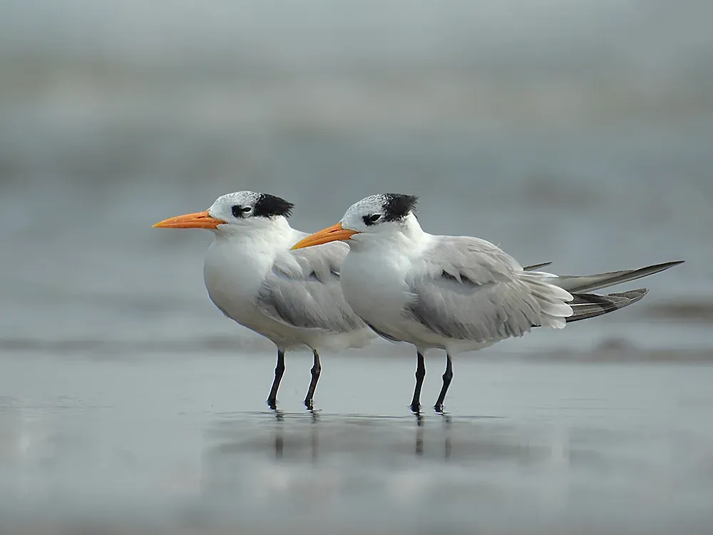 File:Lesser crested terns (Thalasseus bengalensis) by Shantanu Kuveskar.jpg
