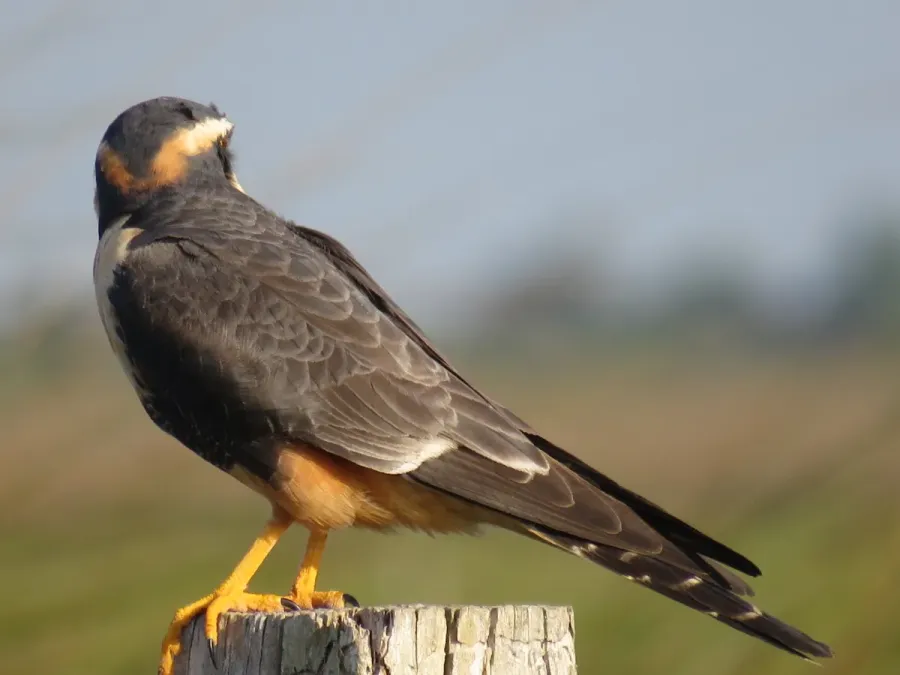 File:Falco femoralis.23.jpg