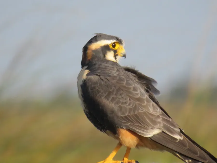 File:Falco femoralis.jpg