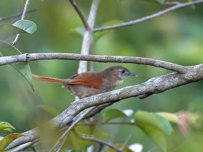 File:Synallaxis gujanensis - Plain-crowned Spinetail; Careiro da Várzea, Amazonas, Brazil.jpg