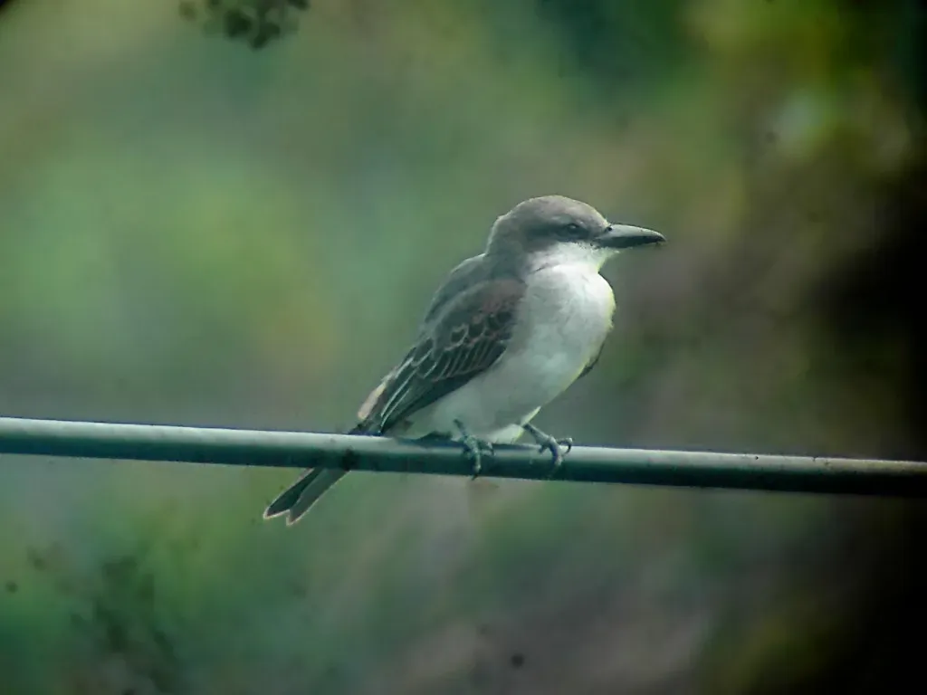 File:Tyrannus dominicensis.jpg