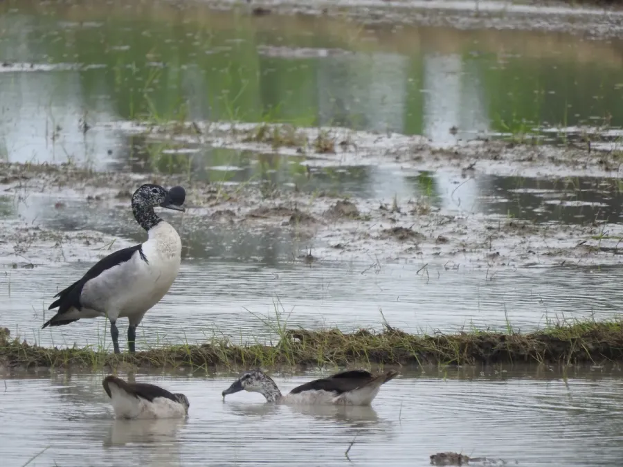 File:Knob Billed Duck(Sarkidiornis melanotos).jpg