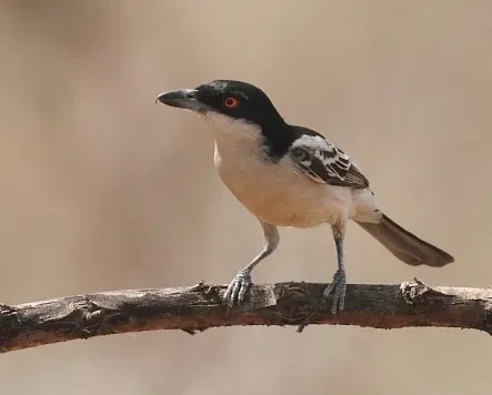 File:Dryoscopus gambensis (Malaconotidae) (Northern Puffback) - (male), Mole National Park, Ghana, crop.jpg