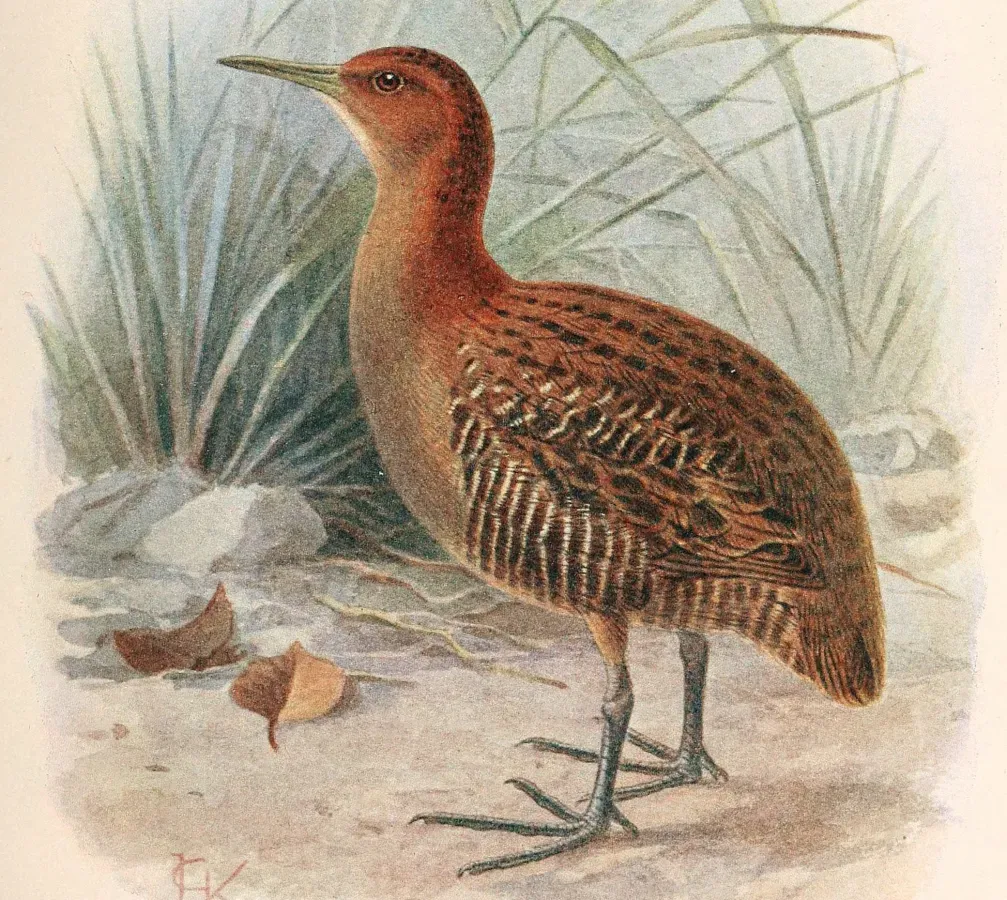 File:Lewinia muelleri (cropped).jpg