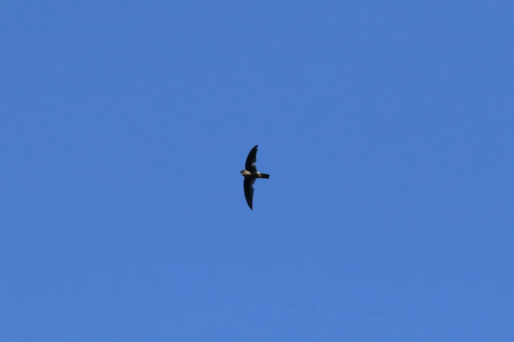 File:Aerodramus pelewensis imported from iNaturalist photo 39850526 on 14 January 2020.jpg