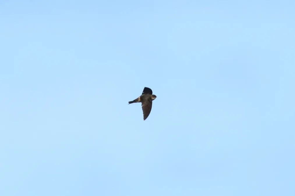 File:Aerodramus pelewensis imported from iNaturalist photo 39944193 on 14 January 2020.jpg