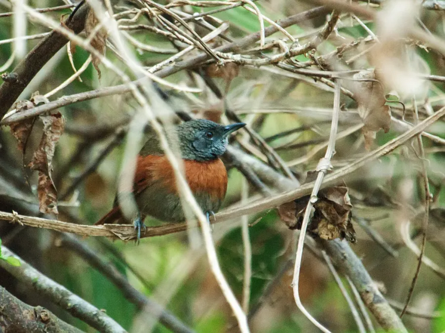 File:Synallaxis erythrothorax - Rufous-breasted Spinetail.jpg