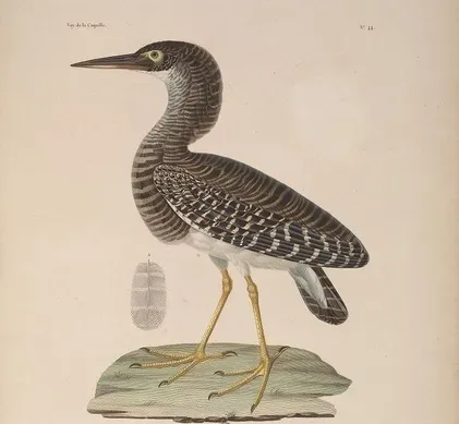 File:Zonerodius heliosylus (cropped).jpg