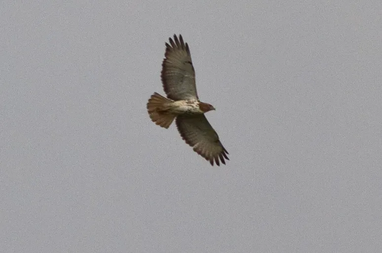 File:Buteo auguralis, Bamenda Highlands, Cameroon (cropped).jpg