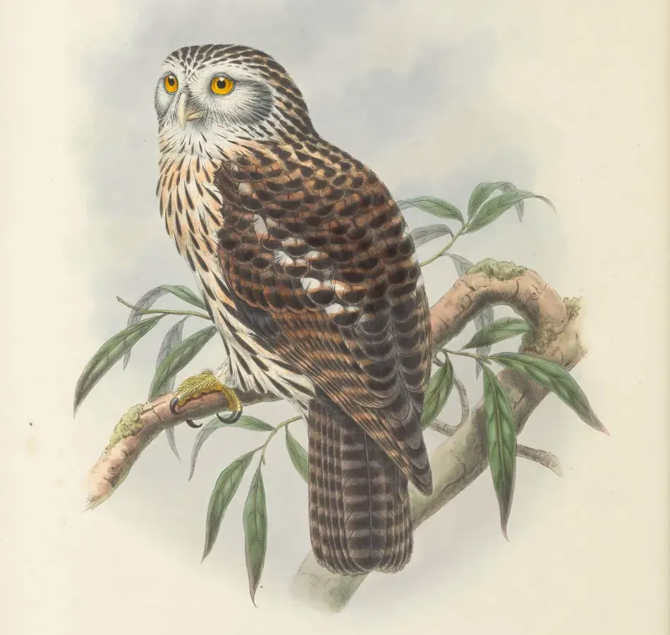 File:Uroglaux dimorpha (cropped).jpg