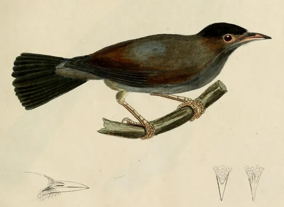 File:Zosterops lugubris - Beitrag zur Ornithologie Westafrica's (cropped) (cropped).jpg