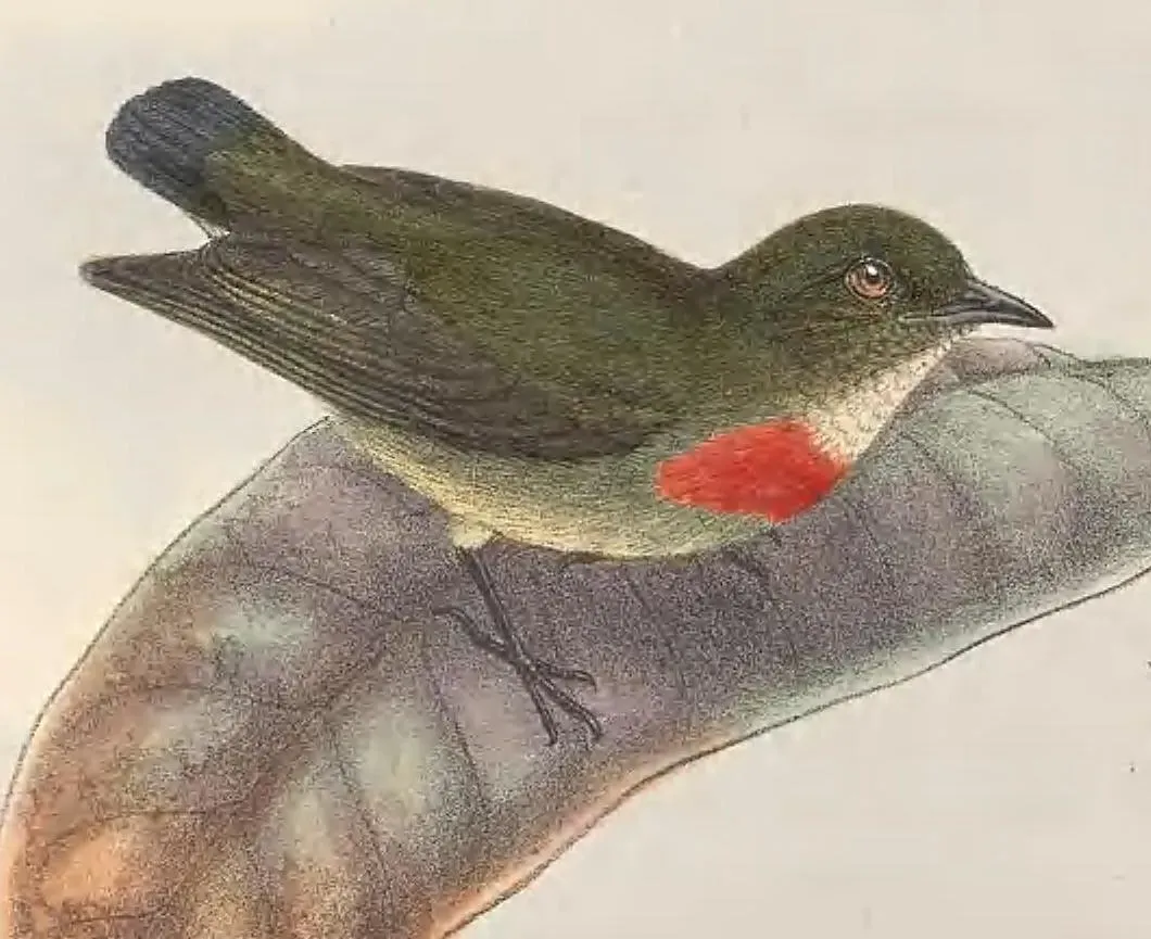 File:Dicaeum pectorale - The Birds of New Guinea (cropped2).jpg