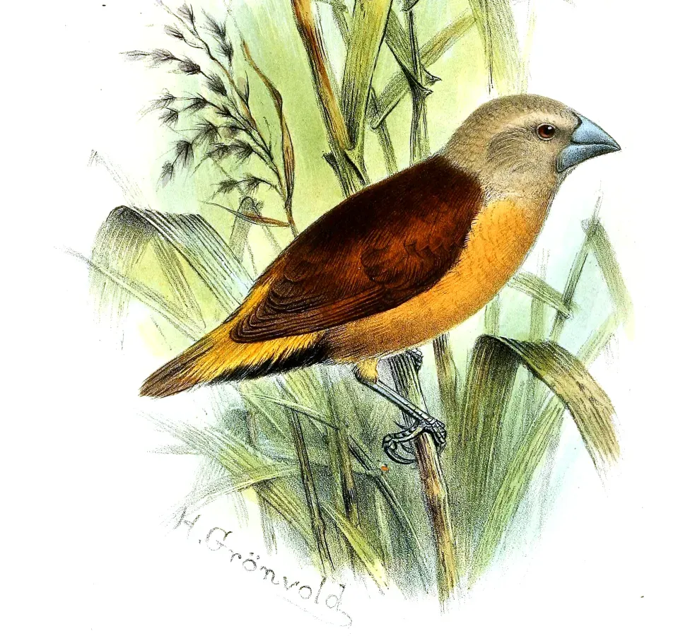 File:Lonchura flaviprymna Gronvold (cropped).jpg