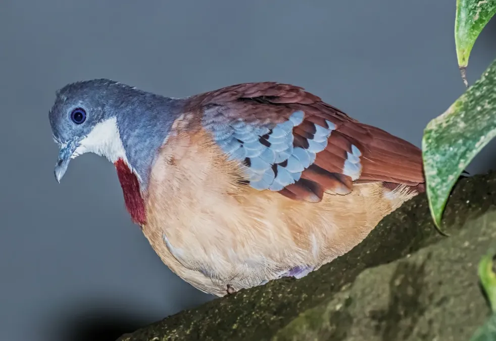 File:Gallicolumba crinigera - Karlsruhe Zoo 01.jpg