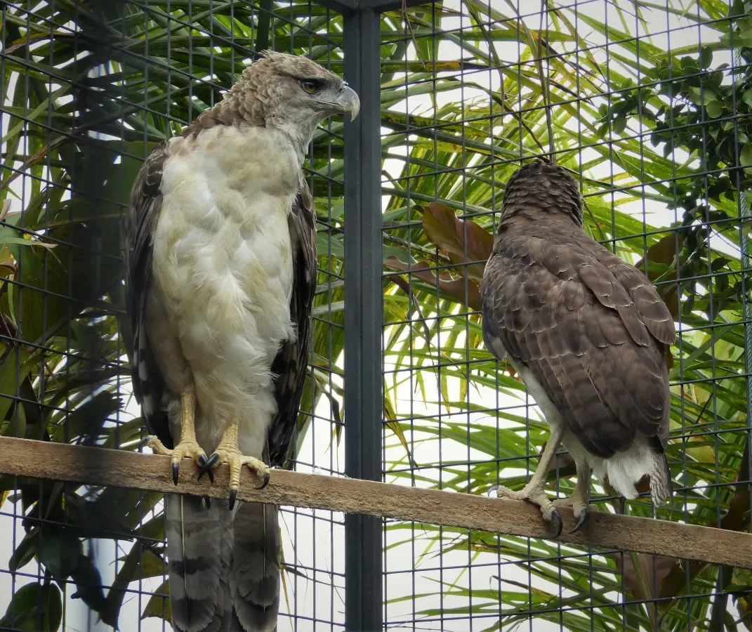 File:New Guinea Harpy Eagle. Harpyopsis novaeguineae (48951639281).jpg