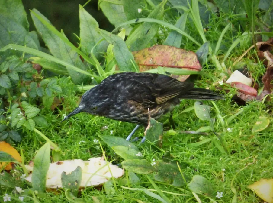 File:Grey-streaked Honeyeater Ptiloprora perstriata (48947890776).jpg